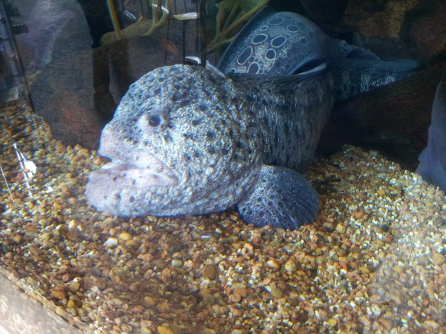 Wolf Eel at Denver Aquarium