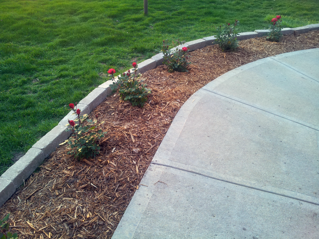 Knockout Rose Bushes