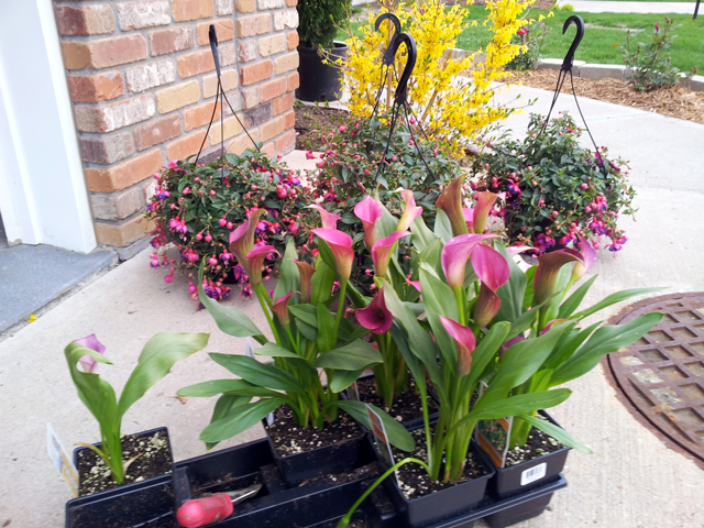 Potting Flowers