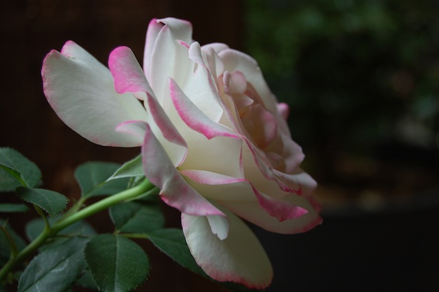 Cherry Parfait Rose Bloom Up Close