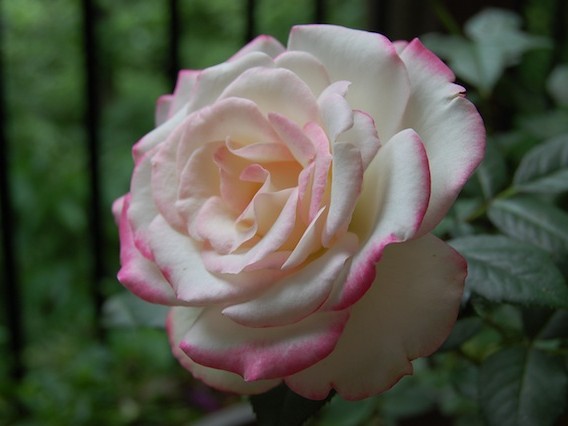 Cherry Parfait Rose Bloomed Joshua Kennon