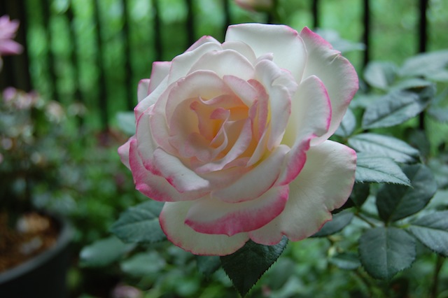 Cherry Parfait Rose Bloomed Joshua Kennon II