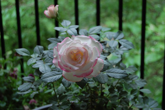 Cherry Parfait Rose Bush Close