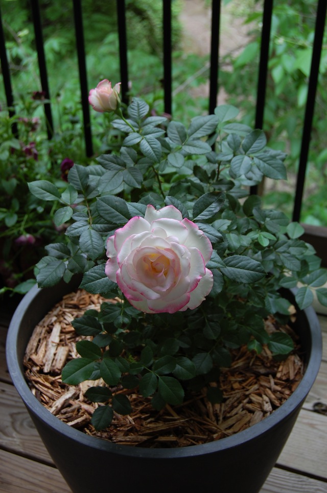 Cherry Parfait Rose Bush II