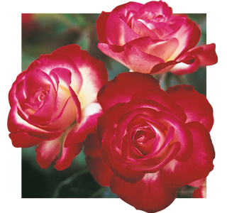 Cherry Parfait Roses
