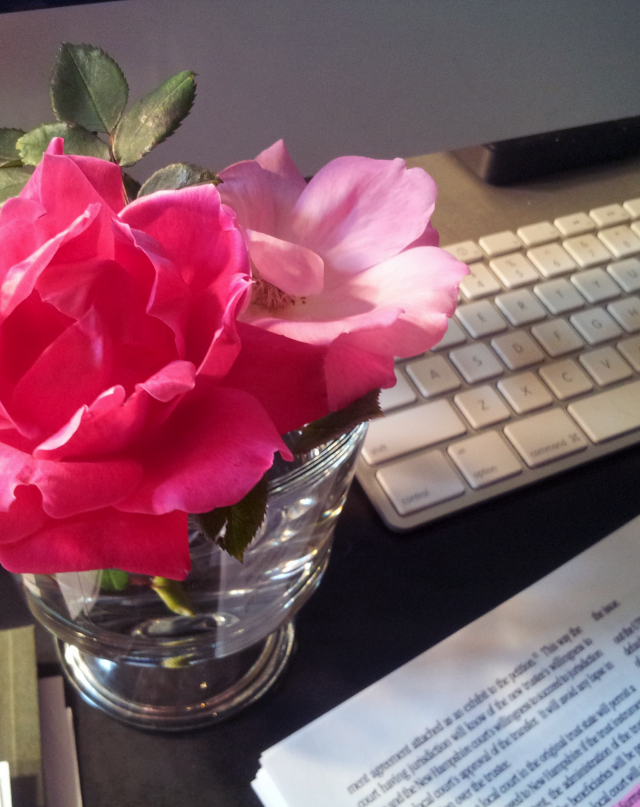 Closeup of First Roses from My House