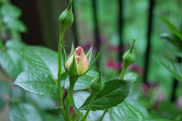 Dick Clark Rose Bush Blooming