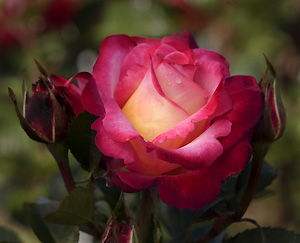 Dick Clark Roses
