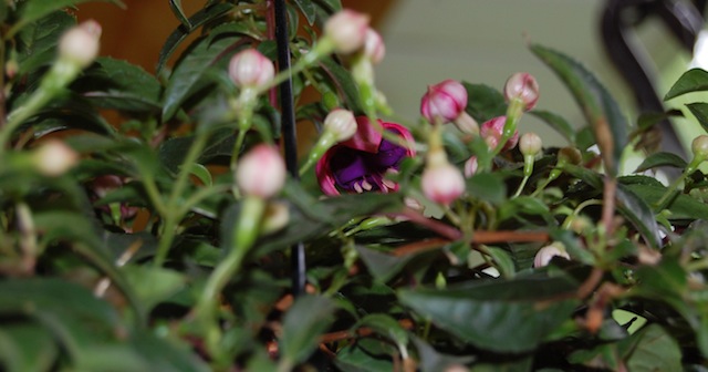 Fuschia Plant Blooming