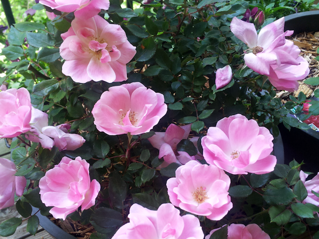 Pink Rose Bush
