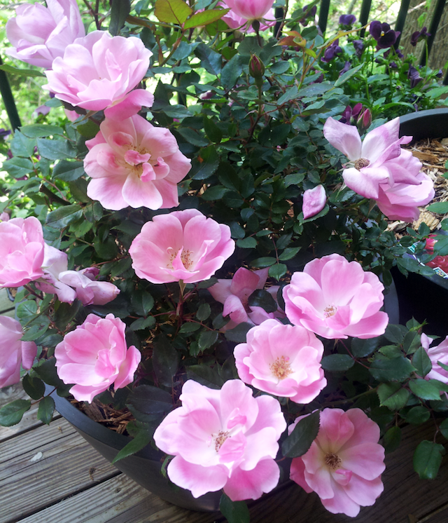 Pink Rose Bush