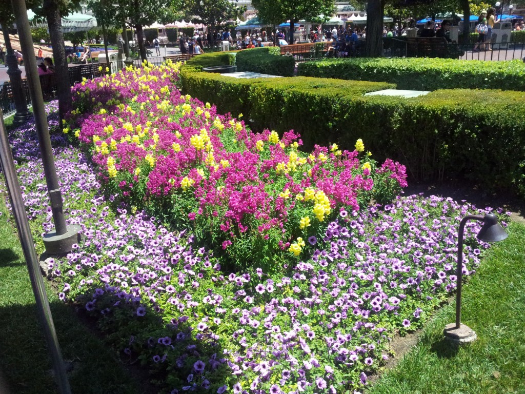 Disneyland Flowers