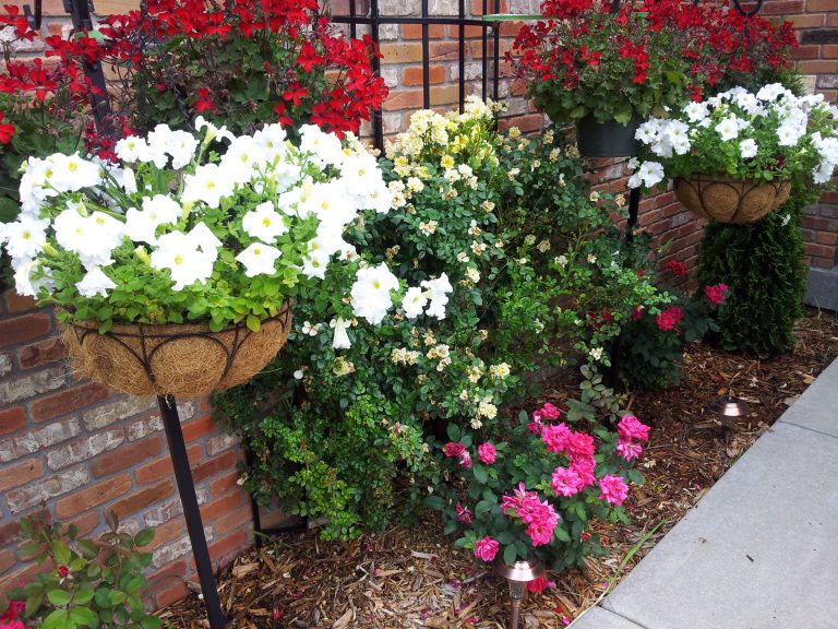 Flowers Growing Flowers Growing