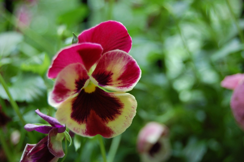 Pansies in Garden Joshua Kennon