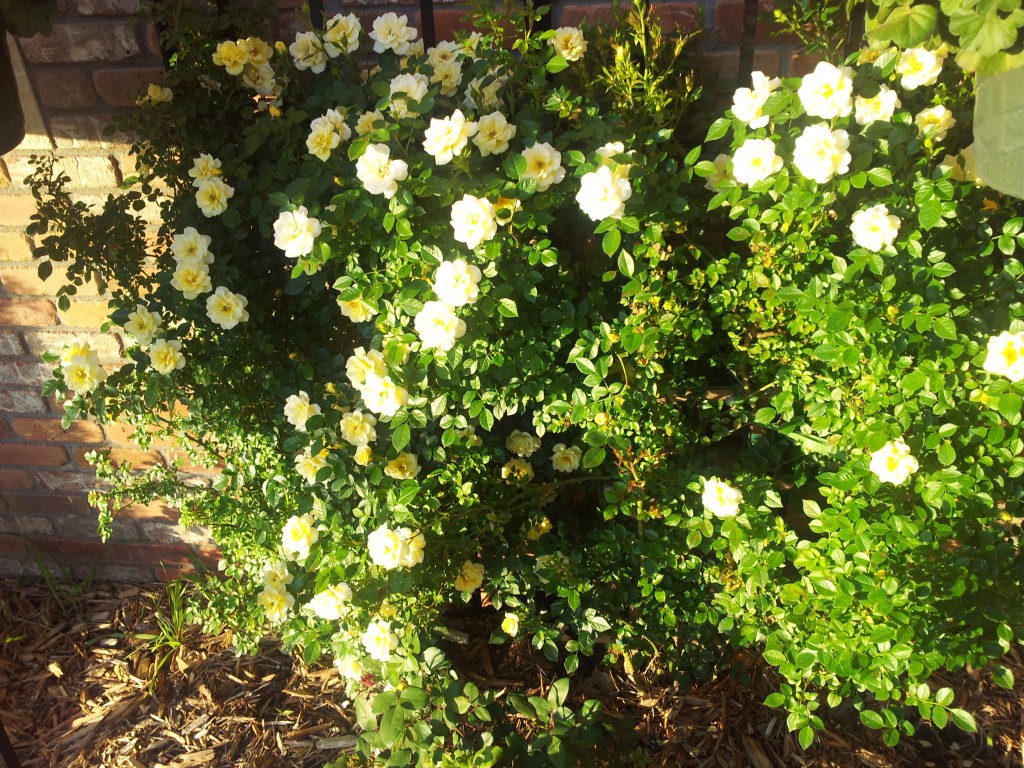 Yellow Canary Rose Bushes