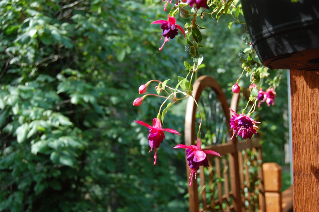 Fuschia Attracting Hummingbirds Joshua Kennon