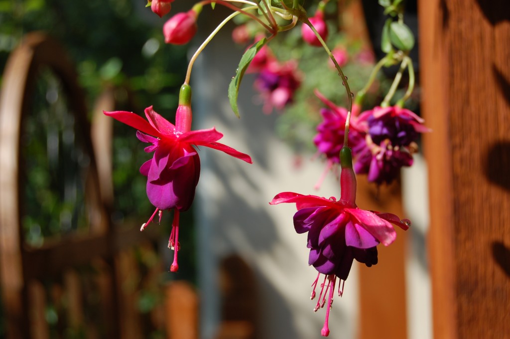 Fuschia Plants Hanging Flowers Gardening Joshua Kennon