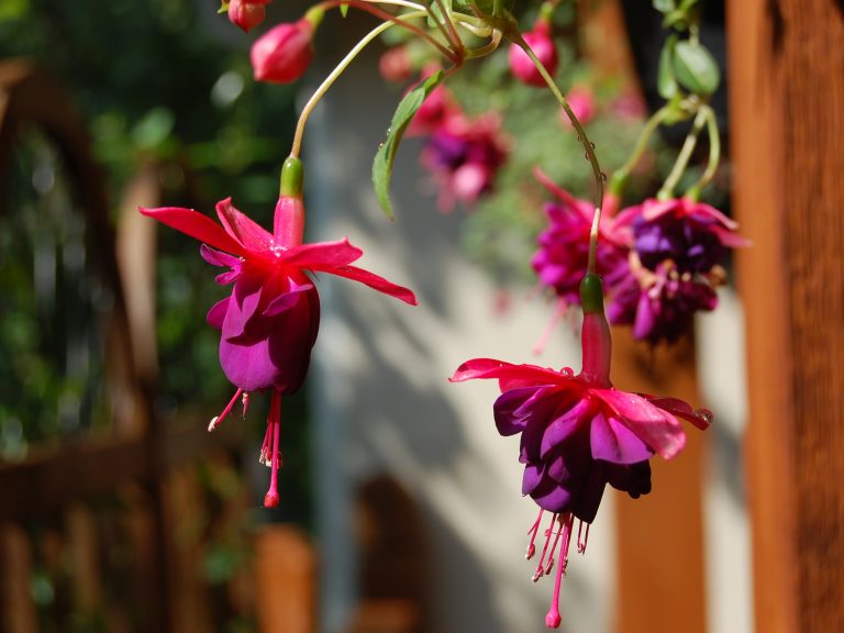 Fuschia Plants Hanging Flowers Gardening Joshua Kennon