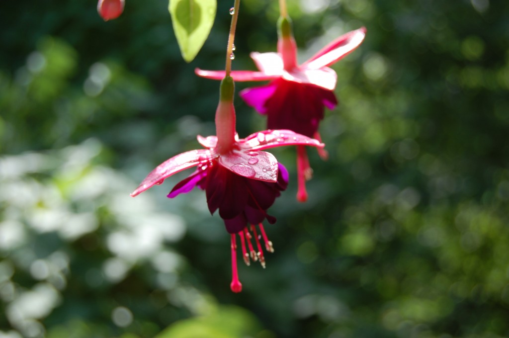 Fuschia Plants Water Flowers Joshua Kennon