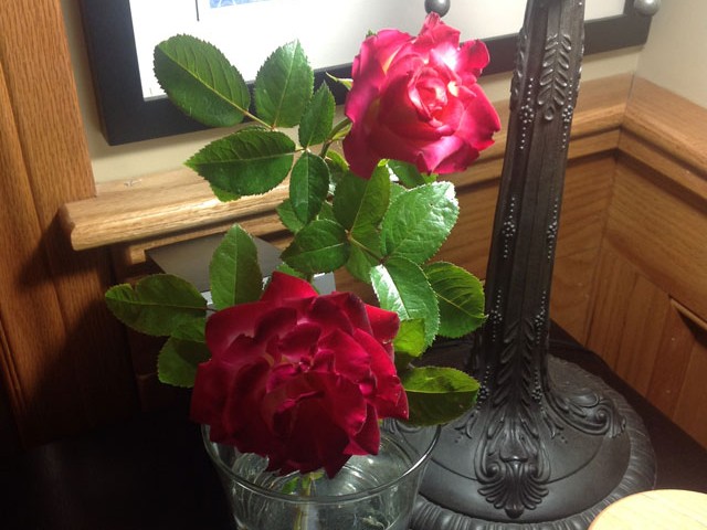 Home Grown Roses in Vase Home Grown Roses in Vase
