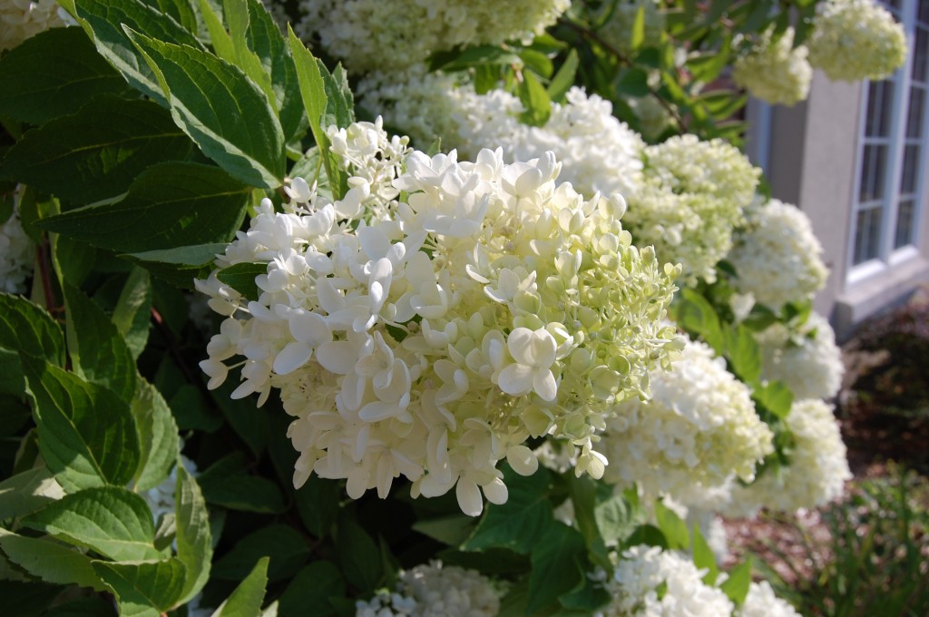 Hydrangea Bush Joshua Kennon