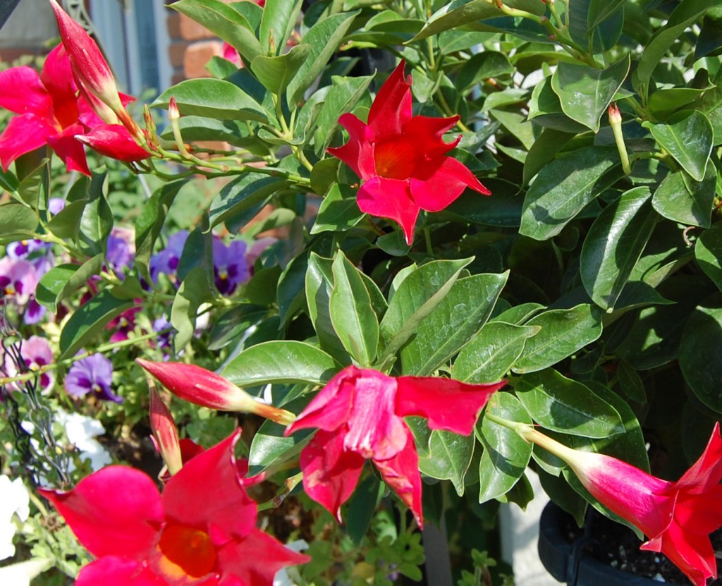 Mandevilla Vines Joshua Kennon