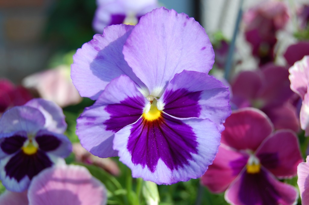 Purple Pansies Gardening Joshua Kennon