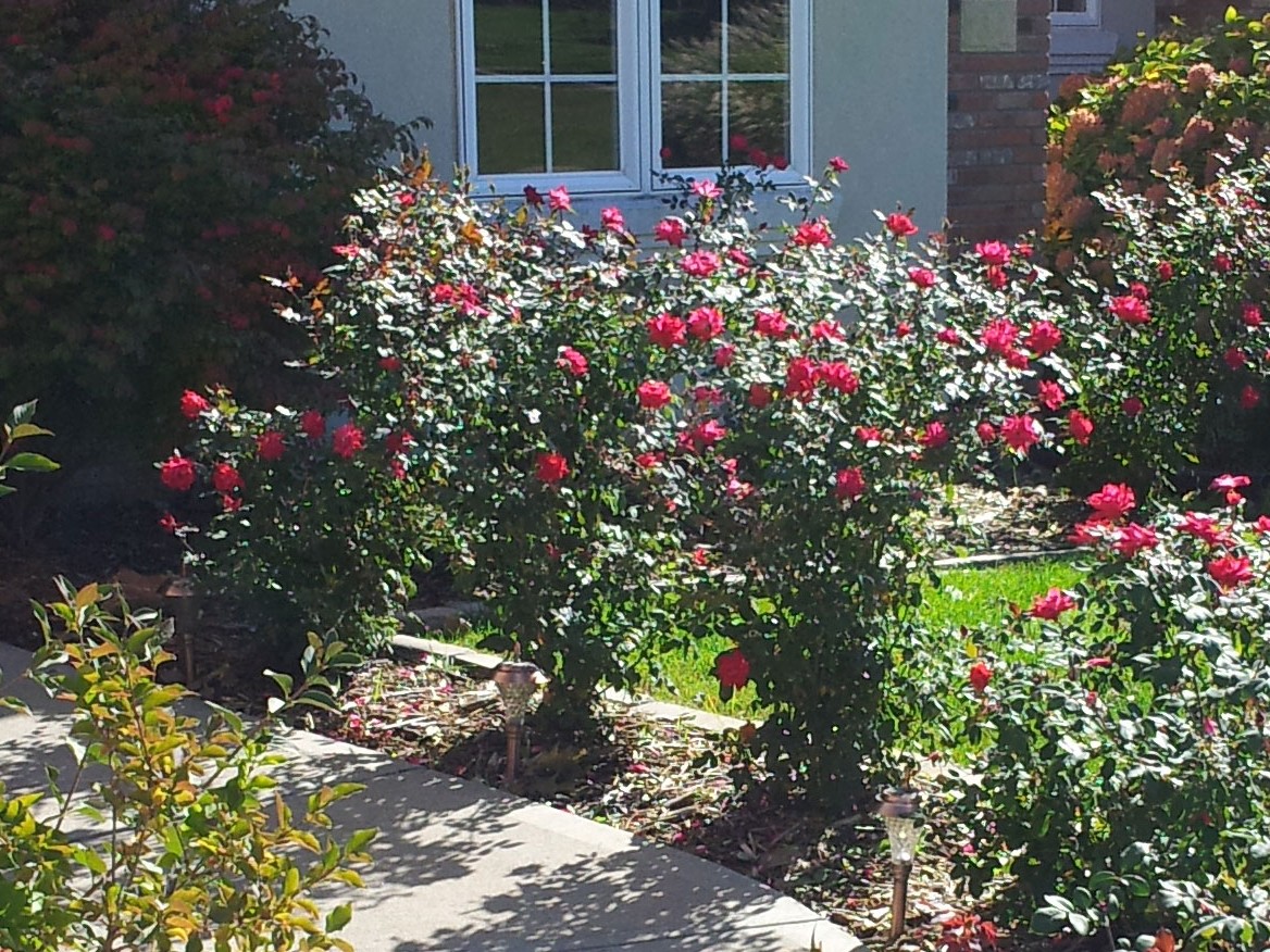 Roses on Path at End of Summer