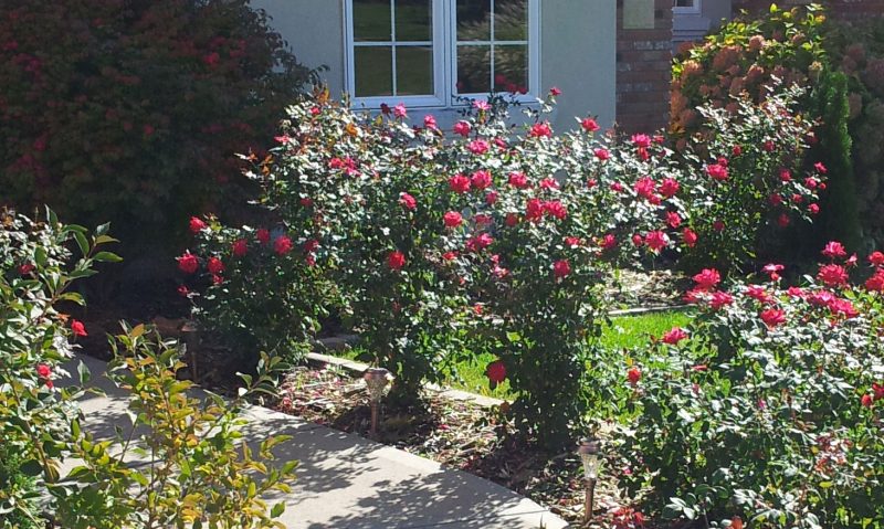 Roses on Path at End of Summer