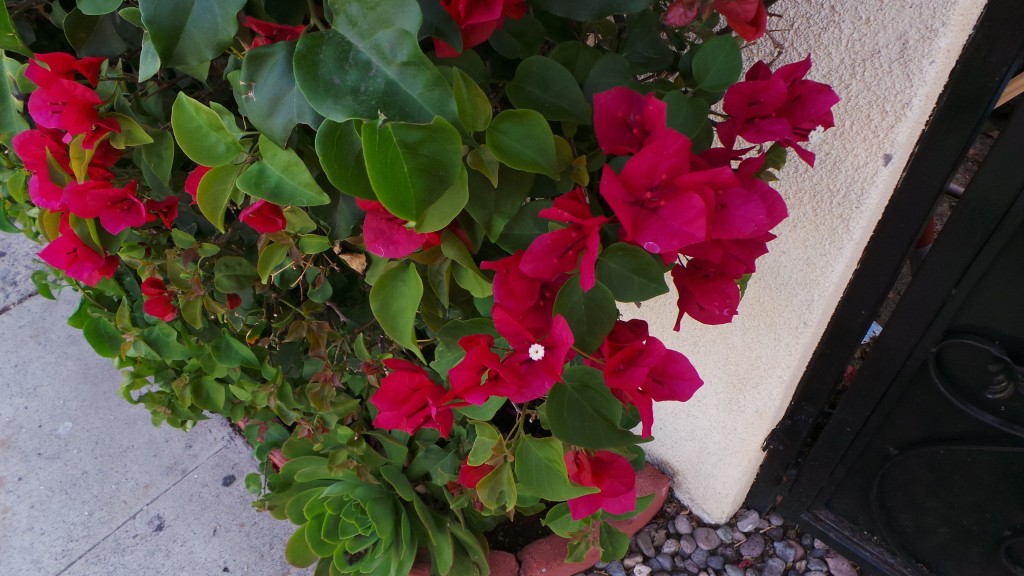 Beautiful Red Flowers Covering Holiday Inn Laguna Beach