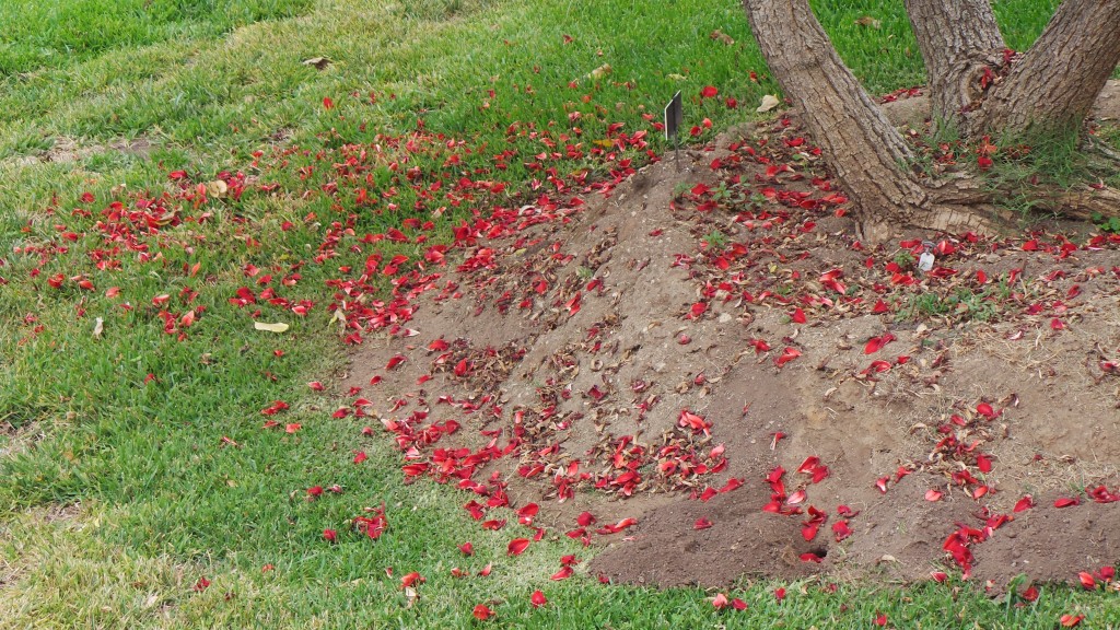 Beautiful Red Petals Pasadena