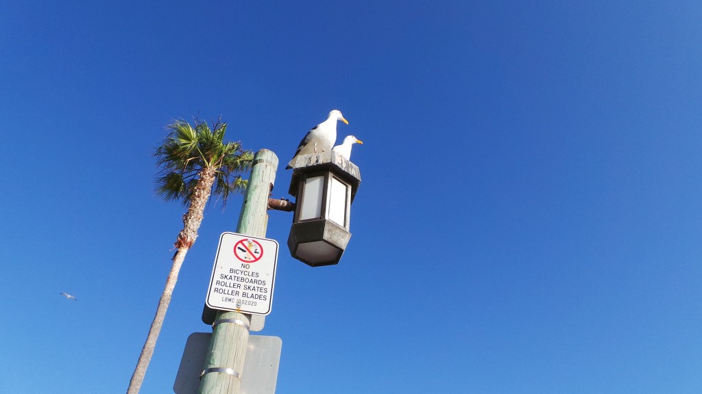 Birds Having Conversation Far Away Laguna Beach California