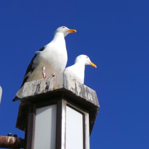 Birds Having Conversation Up Close Laguna Beach California Birds Having Conversation Up Close Laguna Beach California