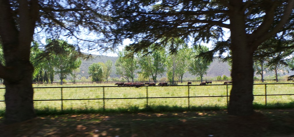 Cattle Farm Outside Buellton