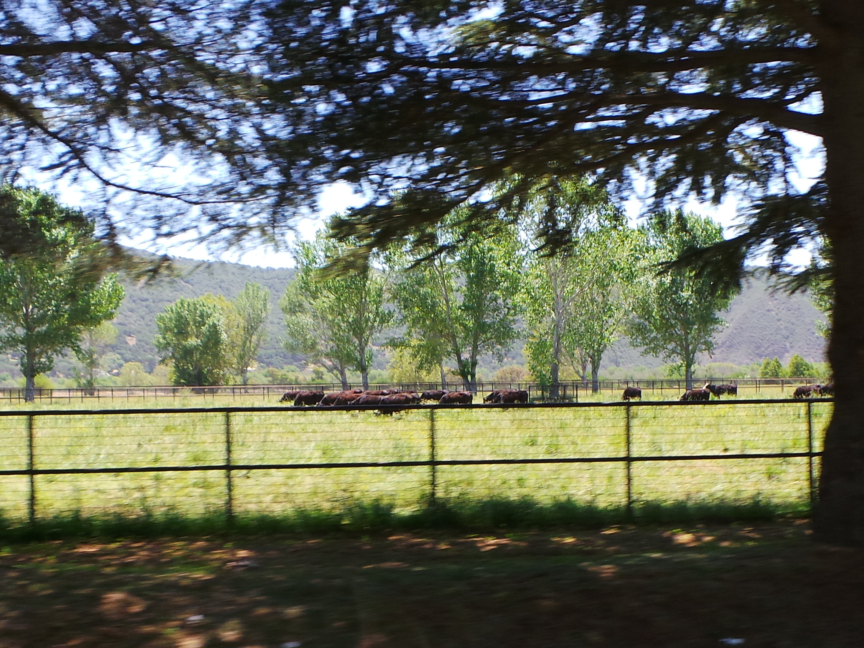 Cattle Farm Outside Buellton