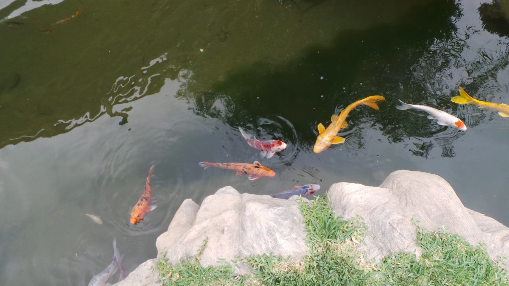 Fish in the Japanese Garden Huntington Pasadena