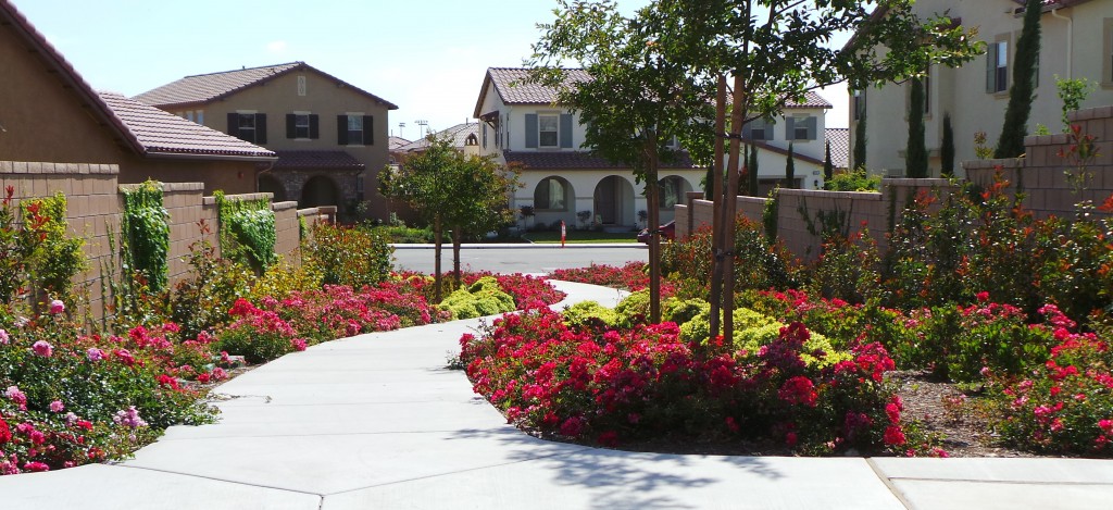 Flowers Lining Neighborhood Paths in Temecula