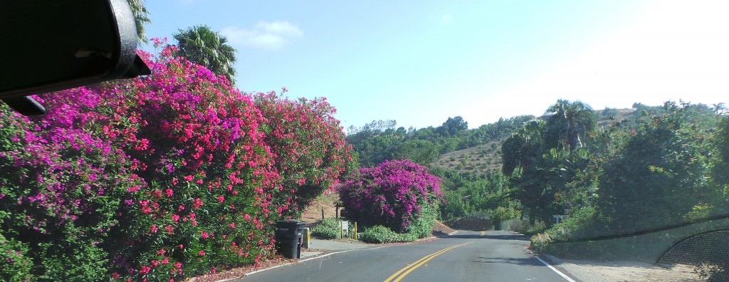 Flowers and Vineyards in Temecula California