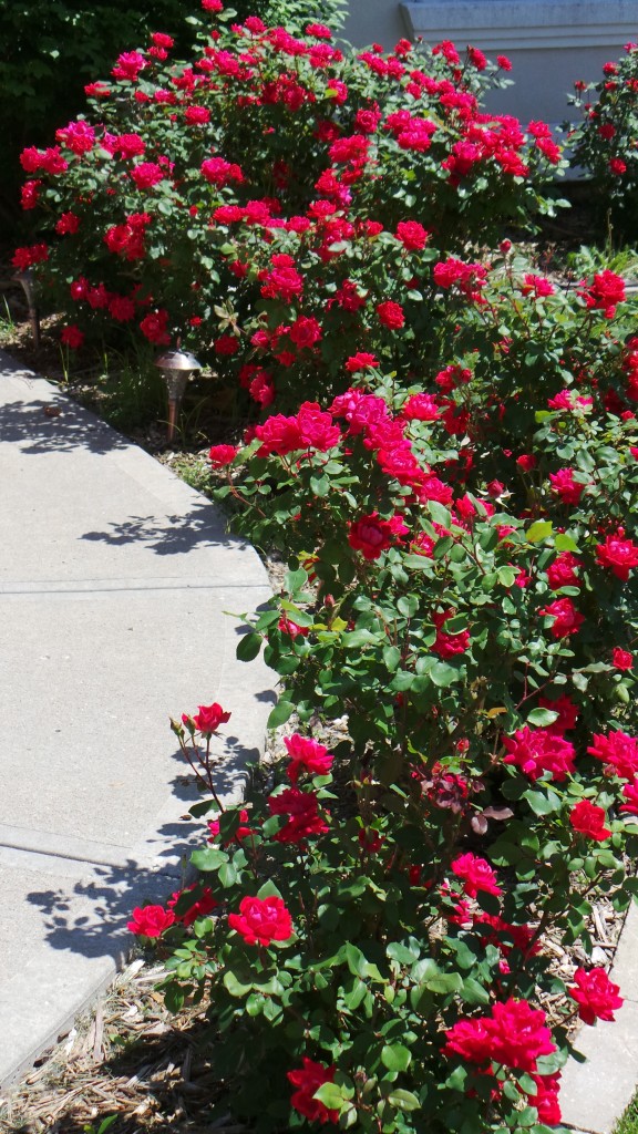 Joshua Kennon Roses Year Two Sidewalk