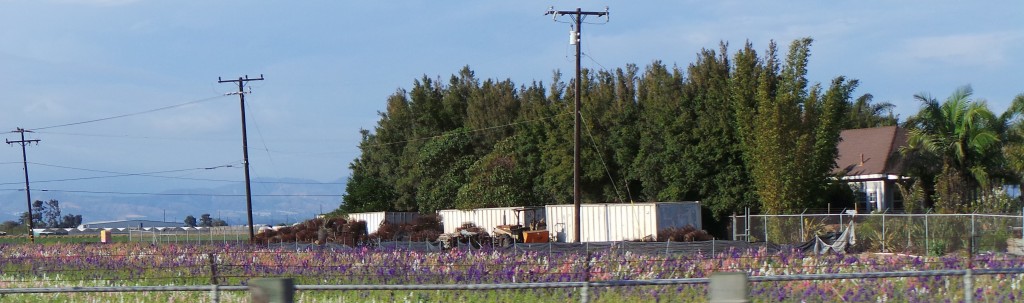 Oxnard Flower Fields