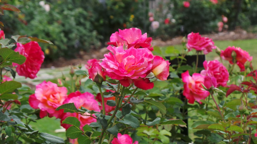 Pink Roses Pasadena
