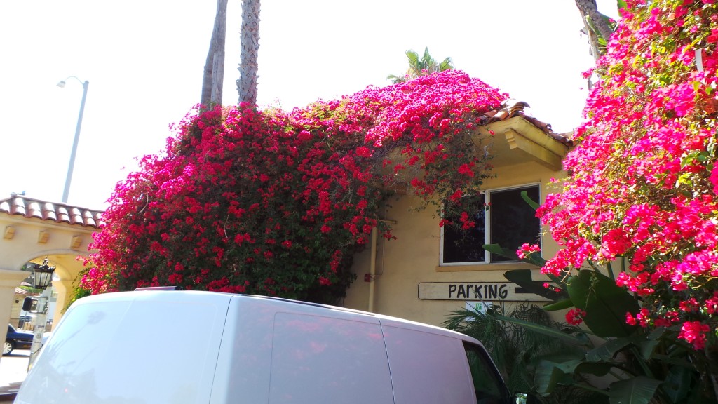 Red Vine Flowers Holiday Inn Laguna Beach