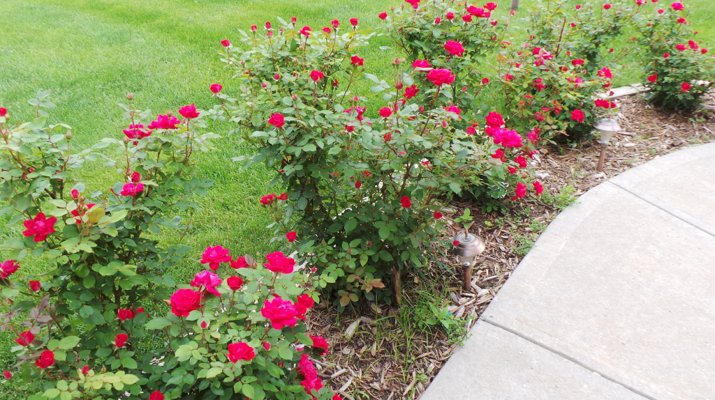 Roses Bloomed While in California Kennon