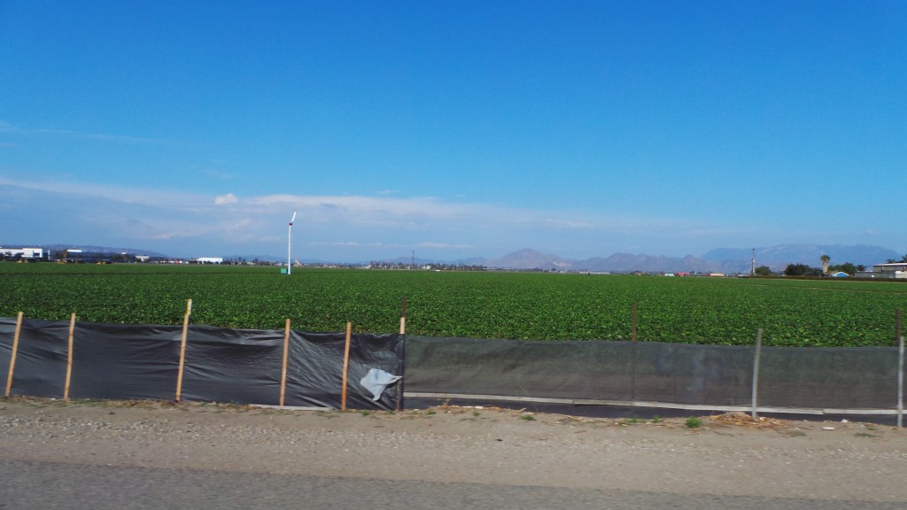 Strawberry Fields Surrounded By Mountains in Oxnard California