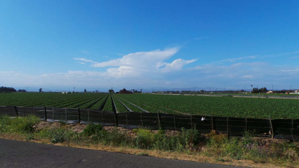 Strawberry Fields in Oxnard