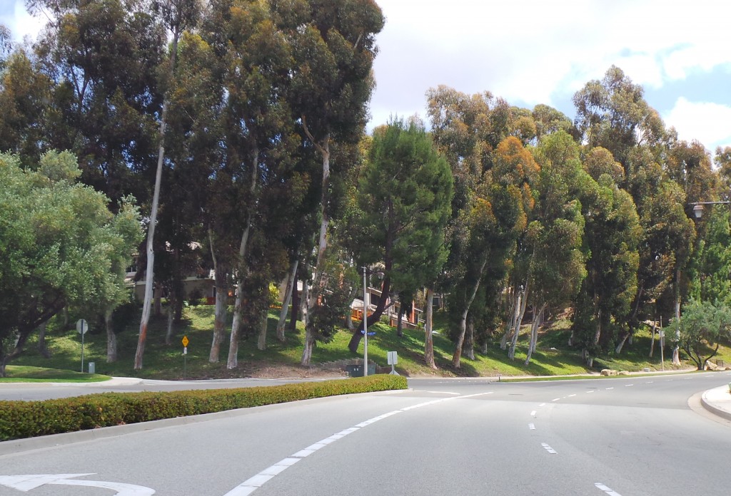 The Diversity of Trees in Southern California