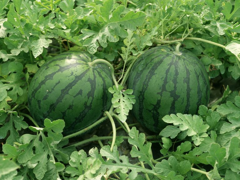 The Poisoned Watermelon