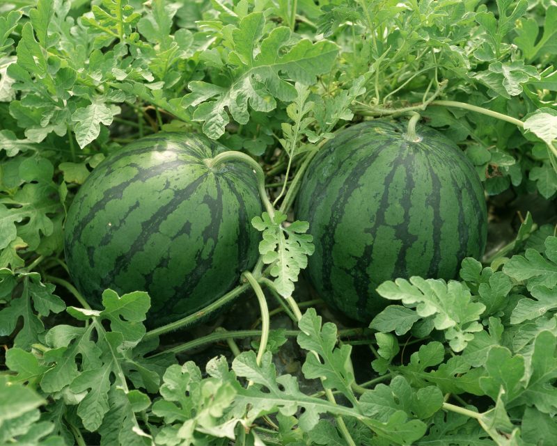 The Poisoned Watermelon