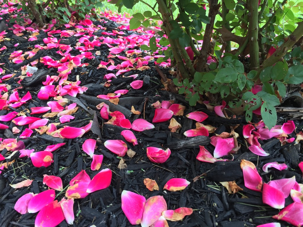 Fallen Rose Petals at Josh and Aaron House