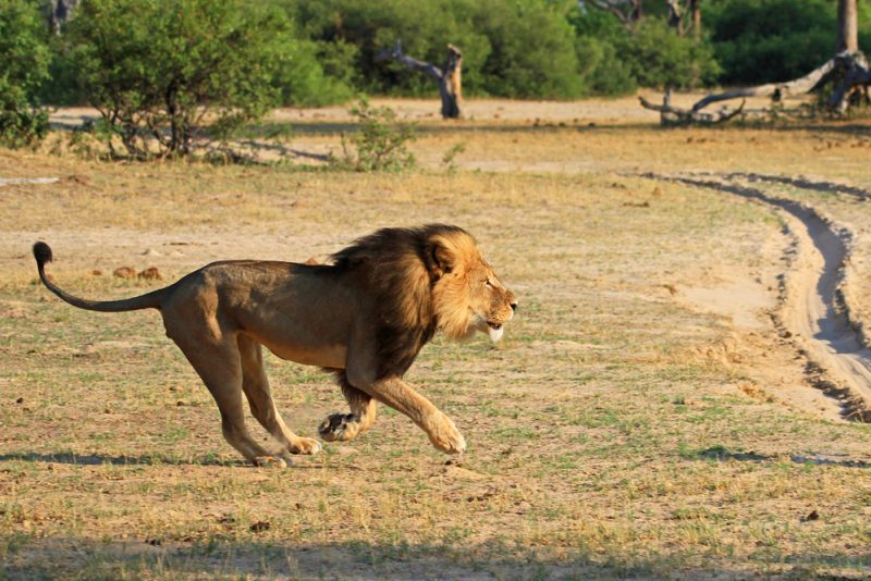 Cecil the Black Maned Lion Killed by Walter Palmer